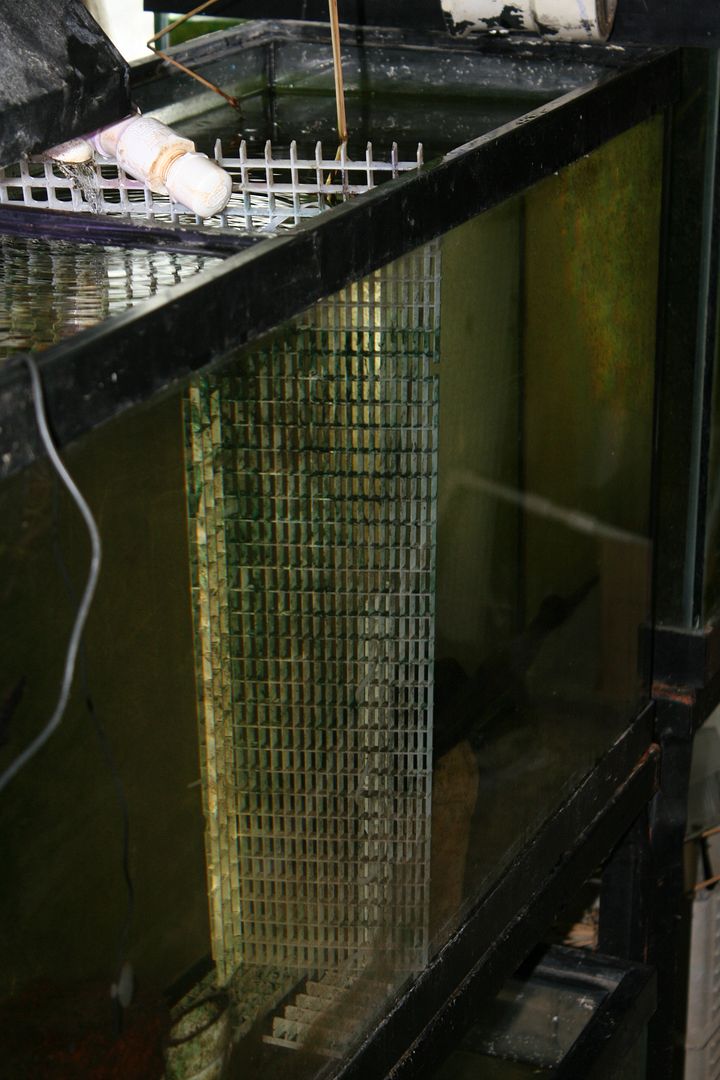 Tank dividers for 75 gallon?